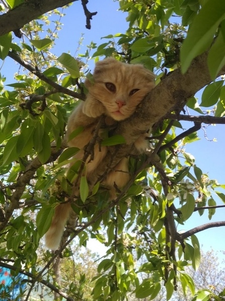 Забавные животные
