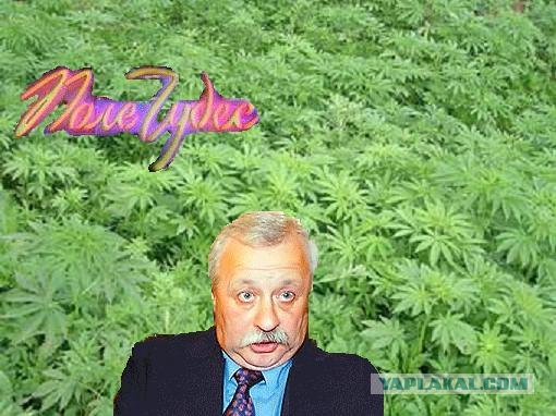 Фотожаба: ТВ программа