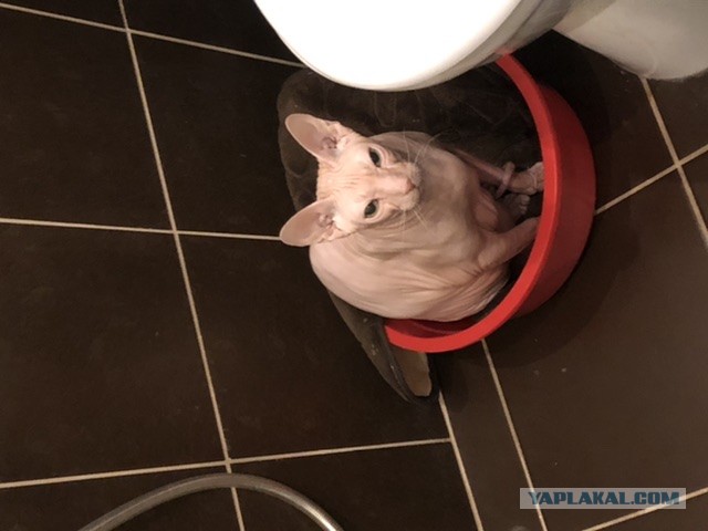 Ну, с котовторником!