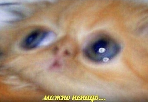 Кота обидеть может каждый