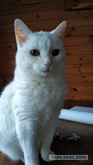 Котовторнику посвящается