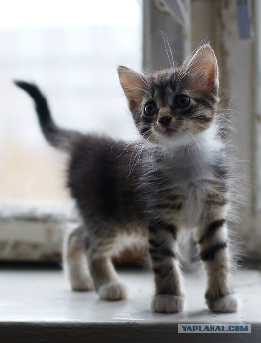 Котики не имеют национальности!!