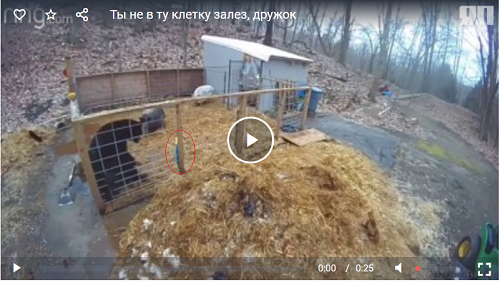 Ты не в ту клетку залез, дружок