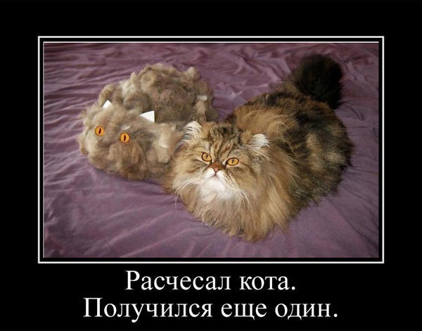 В Петербурге у кота Тимофея украли всю шерсть