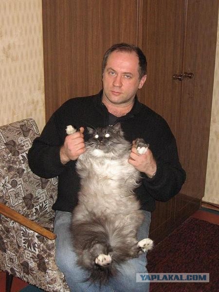 Про кота