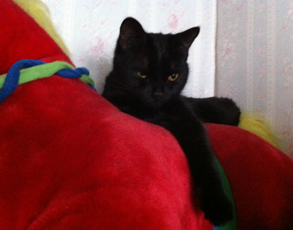 Котовторник  19.03.2013