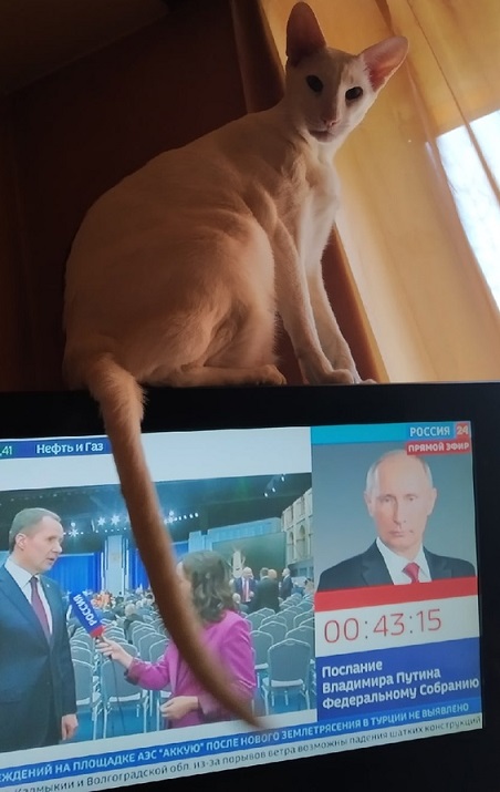 Победная поступь идиотизма по планете – том 9