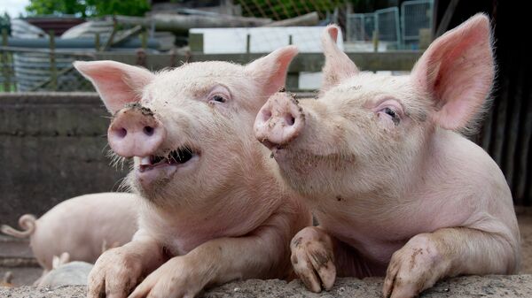 Голый глава фермерского хозяйства Дмитрий Гандженко вместе с майором полиции в отставке Максимом Маслаковым принимают молочную ванну