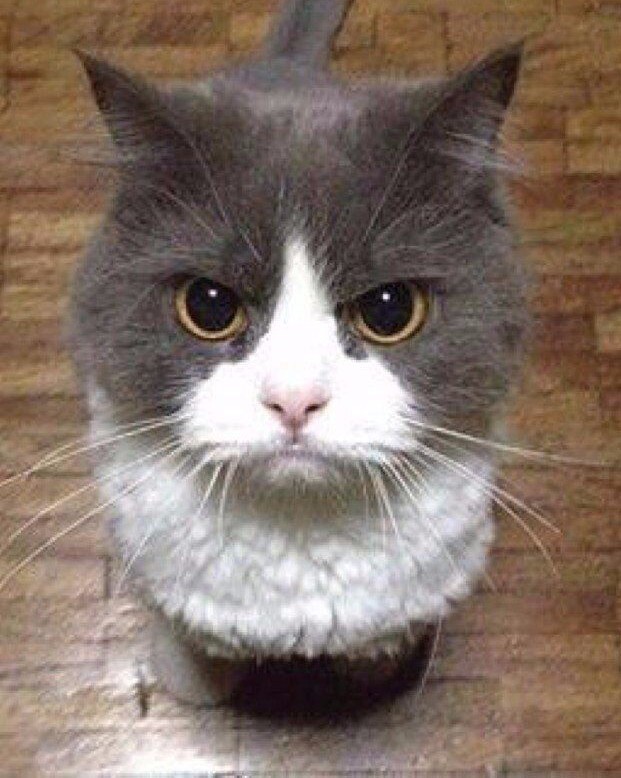 Котовторник, просто Барс