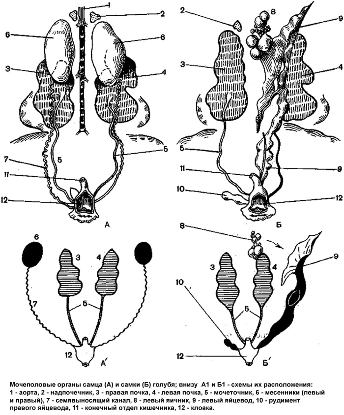 Половые органы живые. Мочеполовая система голубя самца и самки. Мочеполовая система млекопитающих самки и самца. Половые органы самок курицы. Половая система птиц клоака.