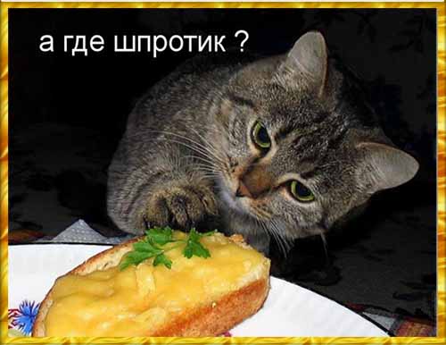 Котэ, совэ и все-все-все