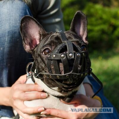 Пассажира не пустили в метро с большой собакой в наморднике и на поводке