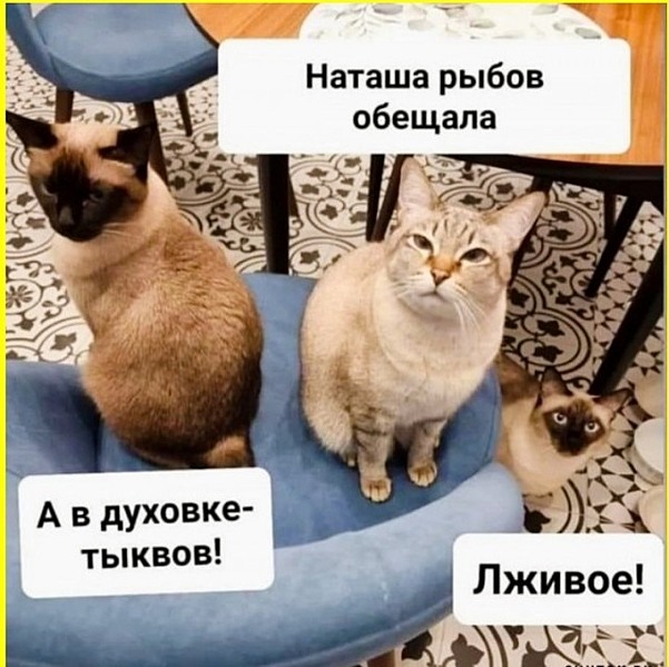 К котовторнику: подборка картинок-баянов с котиками и про котиков. Выпуск 8