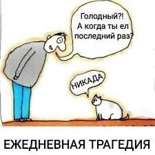 Девушка попросила в Хвиттере остальных скинуть любимые мемы с котами