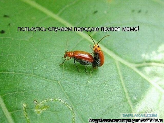 Как то так