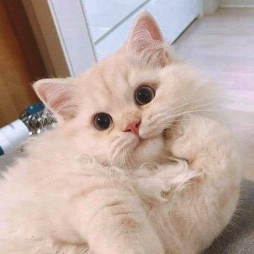 Когда уже устал объяснять простыми словами, своему коту, где его лоток⁠