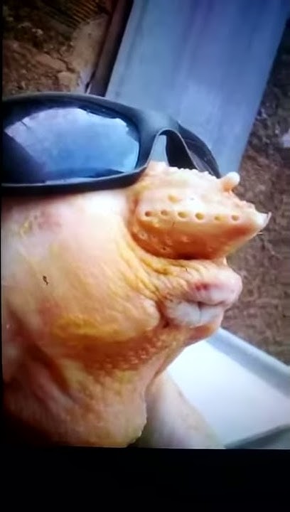 Жопки страуса