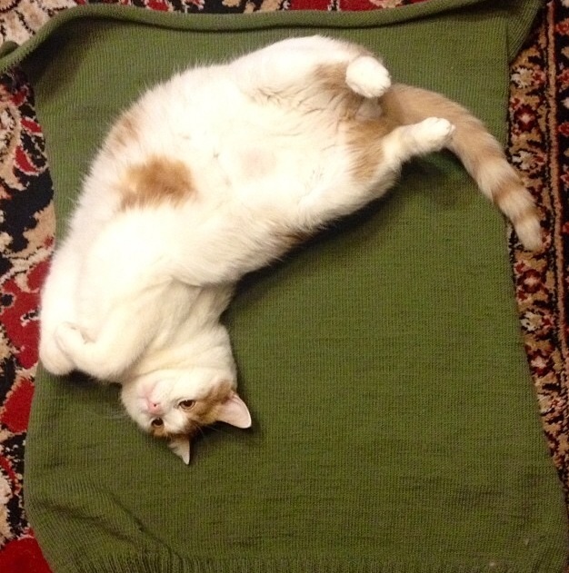 Котовторник   31.12.  2013