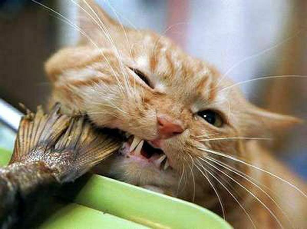 Польза от котов