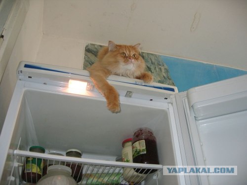 Коты в холодильниках