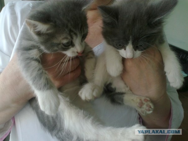 Котята