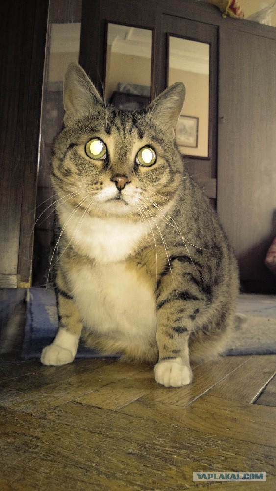Котовторник  08.04.2014