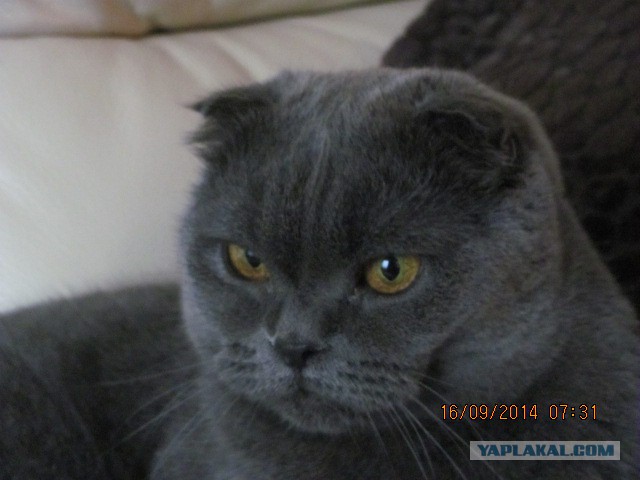 Котовторник 16.09.14
