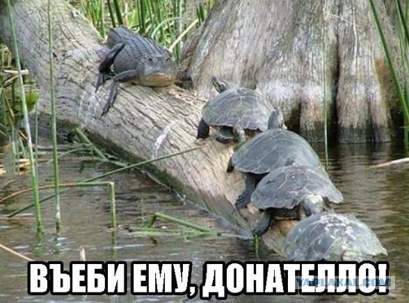 Смешные комментарии 18+ (15 фото)