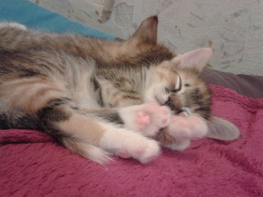 Котовторник 28.10.2014