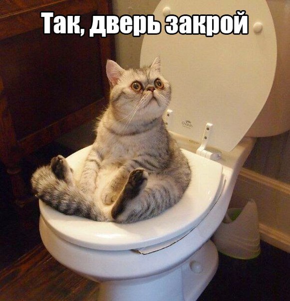 20 самых известных котов в интернете.