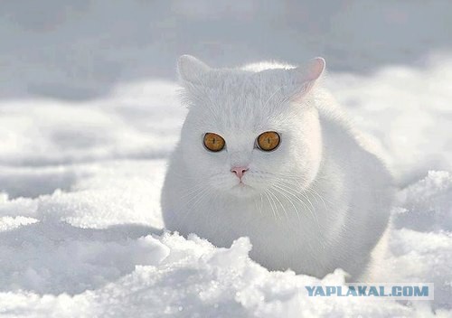 Когда собаки в первый раз увидели снег.