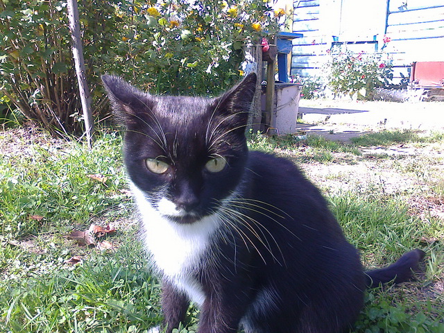 Котовторник 28.04.2015