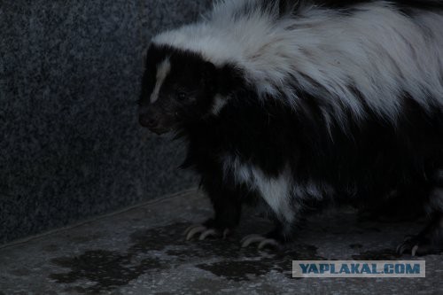 Скунс дома