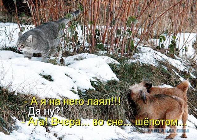 Прикольные коты