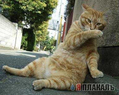 Коты, кошки, котята
