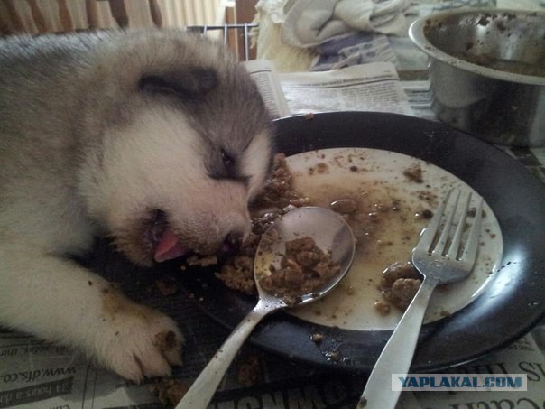 Воскресная подборка картинок