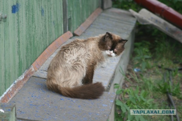 Котовторник - начало