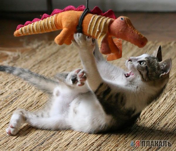 Котомет на вторник!