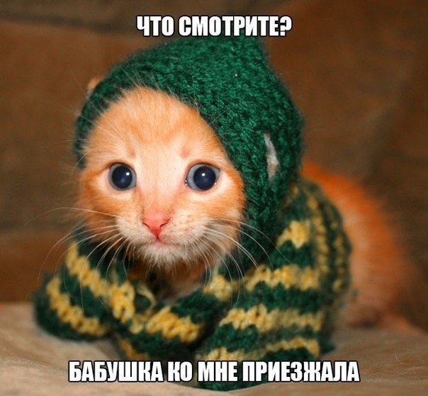 Мохнатые беспредельщики
