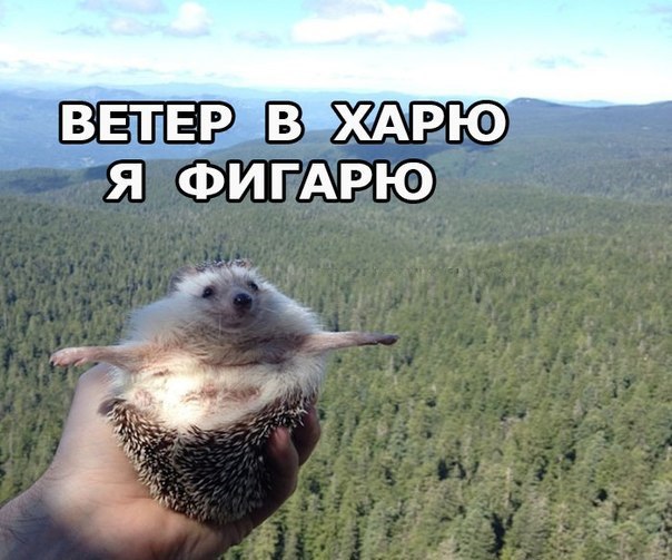 Прикольные животные
