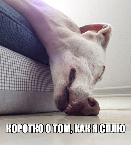 Прикольные животные