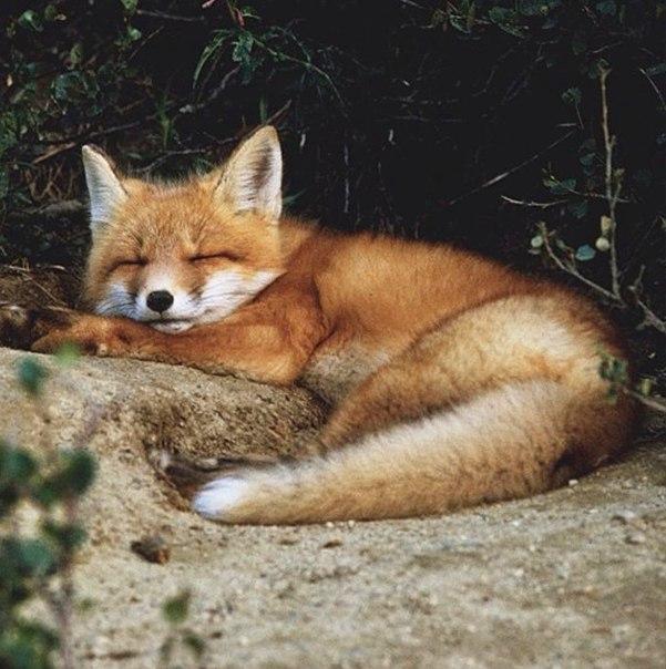 Самые смешные животные