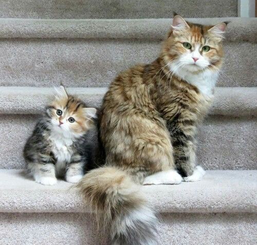 Коты и Кошки