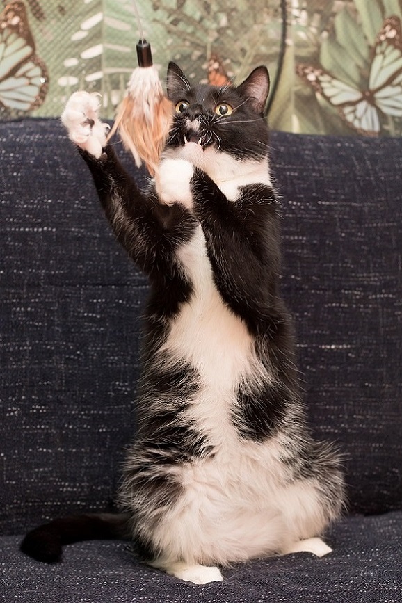 Коты и Кошки