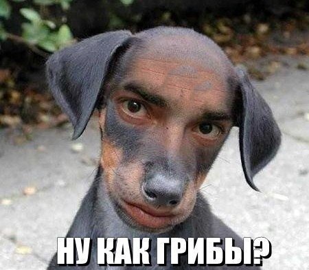 Если бы у животных глаза были спереди