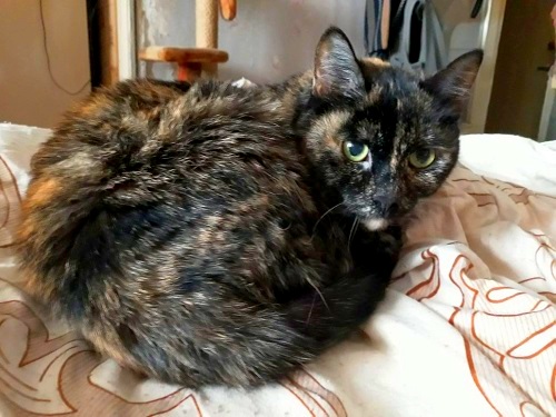 Котовторник 13.03.2018