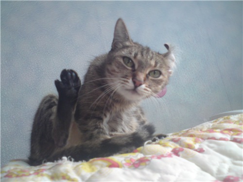 Коты застигнутые врасплох