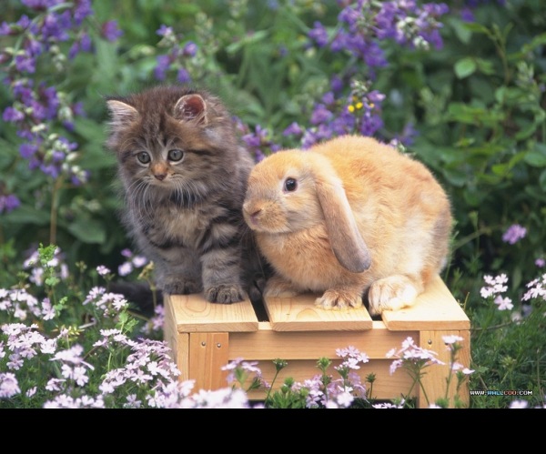 Прикольные коты на среду! ОЧЕНЬ МНОГО!
