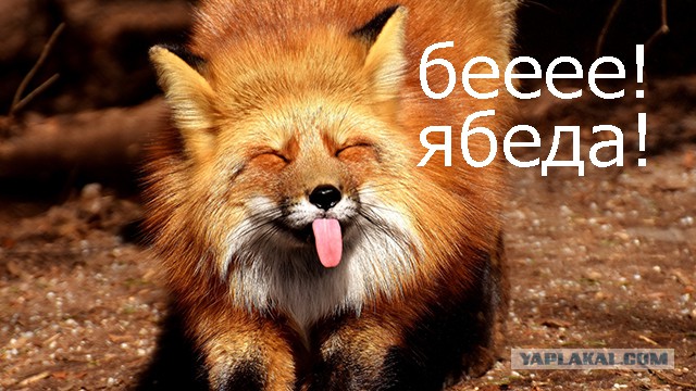 Лиса обидела котика