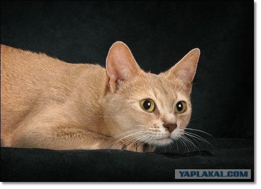 Котовторник (24.03)